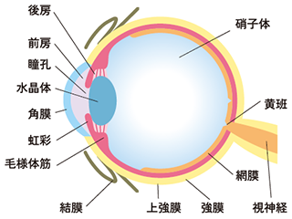 視力低下と書いてあったら